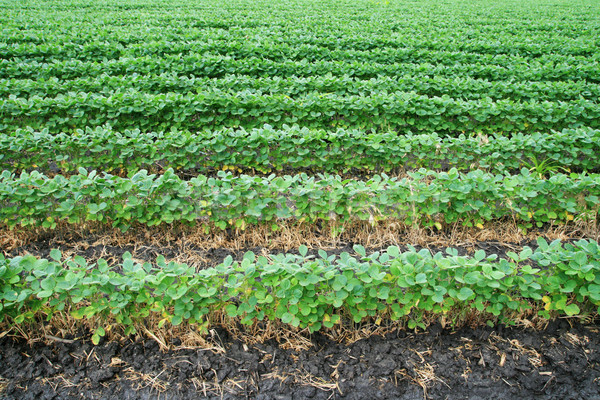 soybean field rows Stock photo © pancaketom