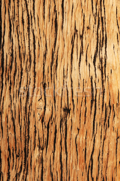 weathered pine wood Stock photo © pancaketom