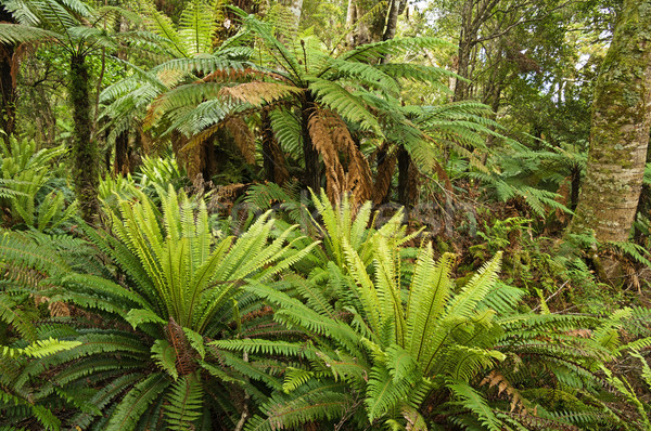 Luxuriant ferigă pădure Noua Zeelanda Imagine de stoc © pancaketom