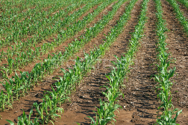 rows of young corn plants Stock photo © pancaketom