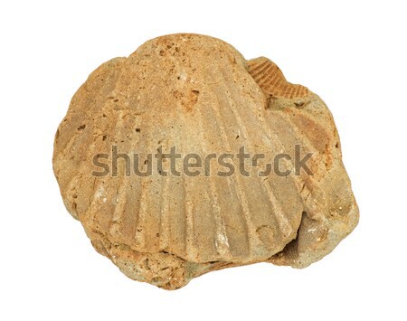 Stock photo: Fossil Shell