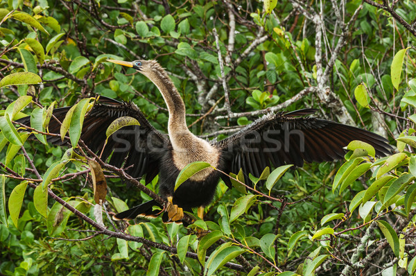 Stock foto: Weiblichen · Vogel · Flügel · natürlichen · Florida · Tierwelt