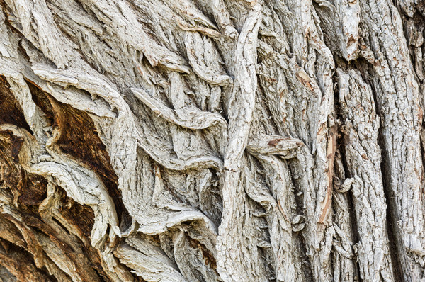 Egyenetlen ugatás durva öreg fa háttér Stock fotó © pancaketom
