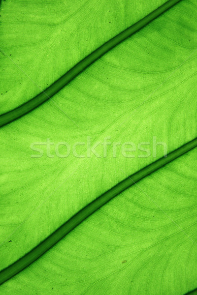 Primo piano foglia dettaglio tropicali verde Foto d'archivio © pancaketom