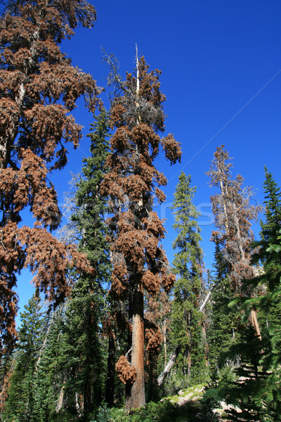 pine trees killed by bark beetles Stock photo © pancaketom