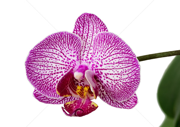 Orchid Flower Stock photo © pancaketom