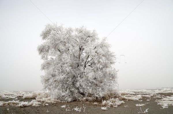Fa fedett dér fagy hideg ködös Stock fotó © pancaketom