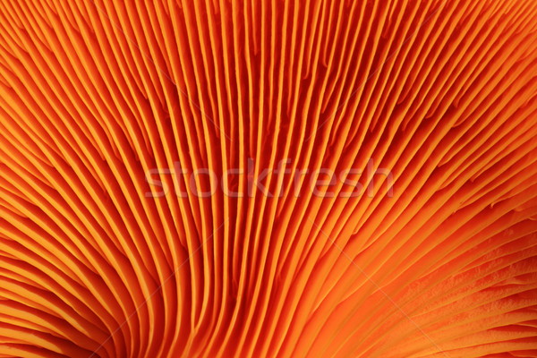 orange mushroom gills Stock photo © pancaketom