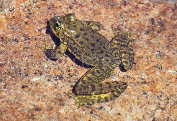 Sierra Nevada mountain yellow-legged frog Stock photo © pancaketom