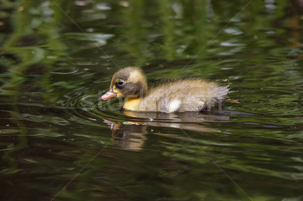 Stock photo: Duckling Swimming
