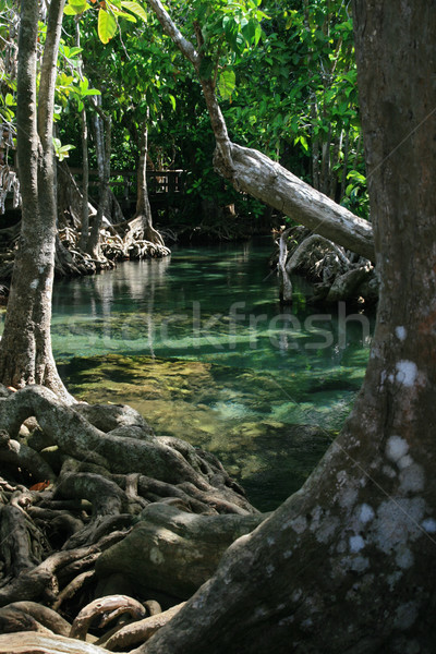 Ausgesetzt Wurzeln Song blau Stream Wasser Stock foto © pancaketom