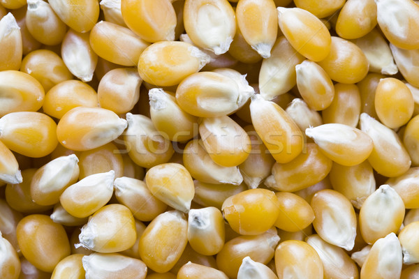 Citromsárga pattogatott kukorica makró háttér kukorica fehér Stock fotó © pancaketom