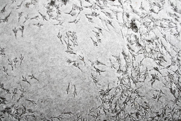 鳥 足跡 雪 小 薄い 自然 ストックフォト © pancaketom
