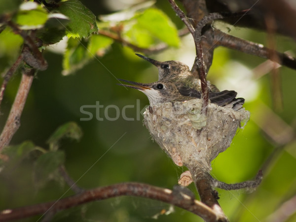Humingbird Nest Stock photo © pancaketom