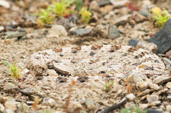 Mojave Desert Sidewinder Rattlesnake Stock photo © pancaketom