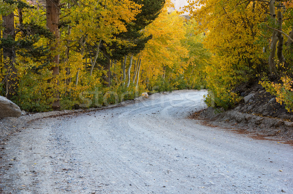 Fall Aspen Road Stock photo © pancaketom
