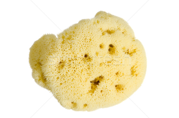 Natural Sponge Stock photo © pancaketom