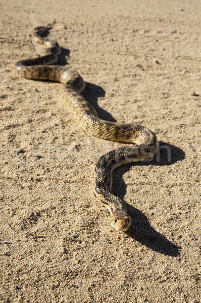 Gopher Snake On Road Stock photo © pancaketom