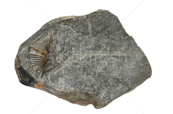 Fóssil macro imagem rocha isolado branco Foto stock © pancaketom