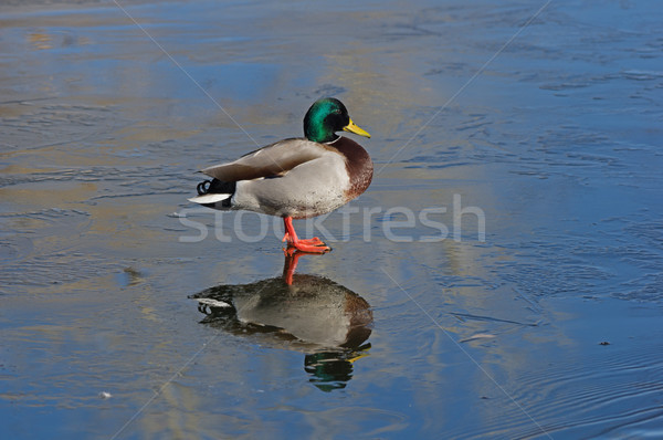 Mallard Duck Standing On Thin Ice Stock photo © pancaketom
