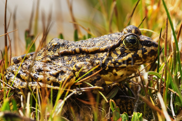 Sierra Nevada Yellow Legged Frog Stock photo © pancaketom