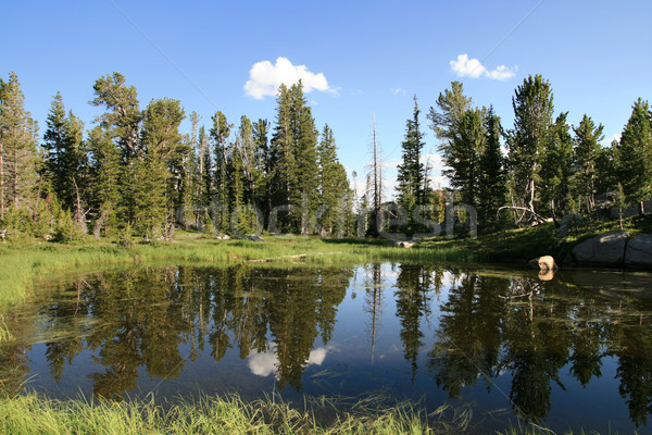 Vadon tó tükröződés fenyőfa fák víz Stock fotó © pancaketom