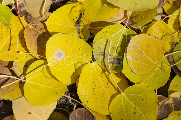 Fallen Aspen Leaves Stock photo © pancaketom