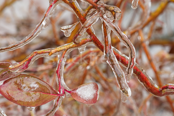 Eisgekühlt Niederlassungen Blätter Winter Eis Stock foto © pancaketom