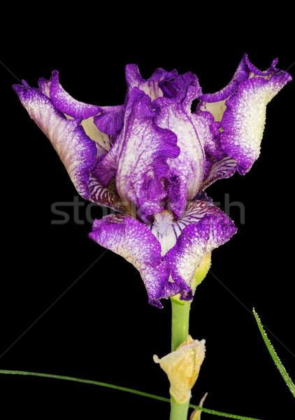 Сток-фото: Purple · Iris · цветок · капли · воды · черный · капли