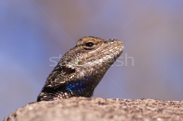 Fence Lizard Head Stock photo © pancaketom