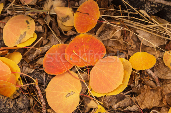 Fall Aspen Leaves Stock photo © pancaketom