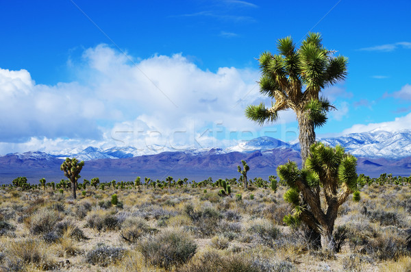 Joshua Trees in Nevada Stock photo © pancaketom