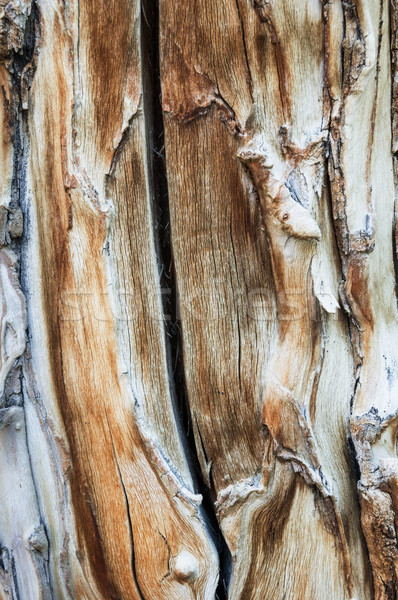 Forgács védtelen fatörzs textúra fa Stock fotó © pancaketom