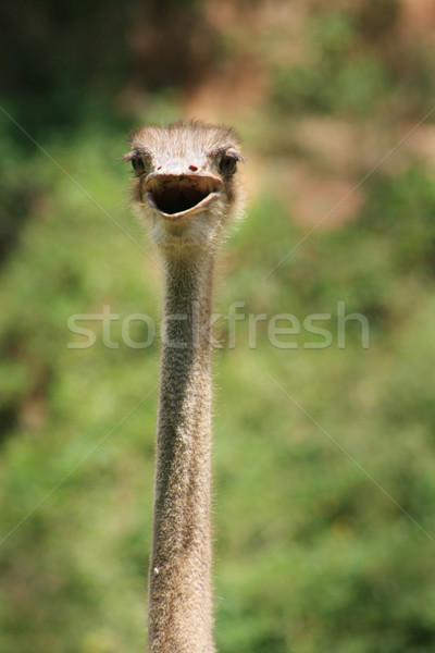ostrich head and neck Stock photo © pancaketom