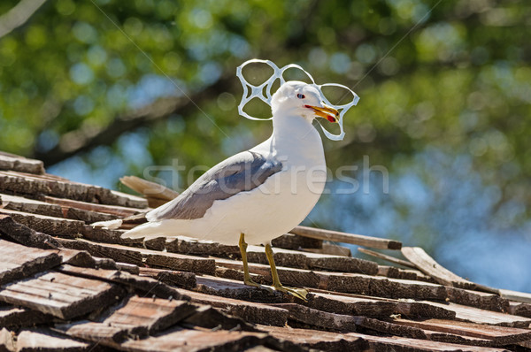 Gull Trapped In Plastic Stock photo © pancaketom