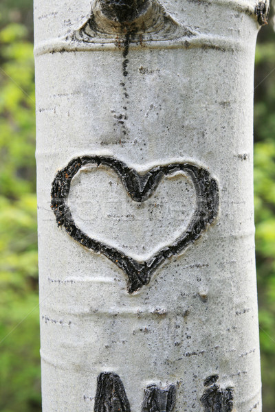 bark heart Stock photo © pancaketom