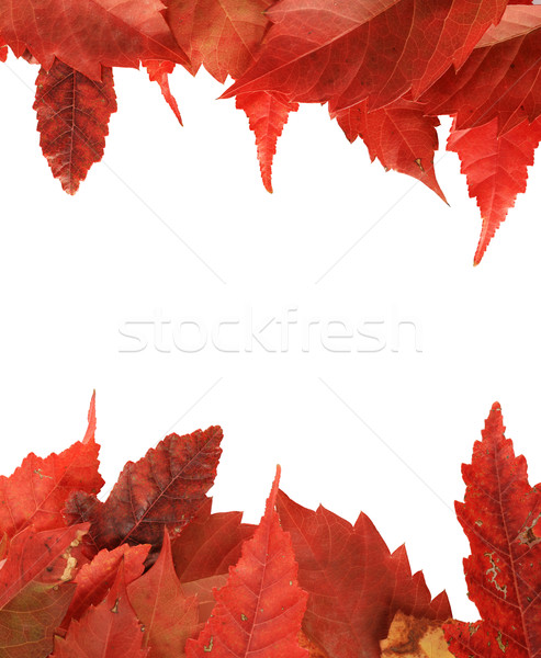 red fall leaf border Stock photo © pancaketom