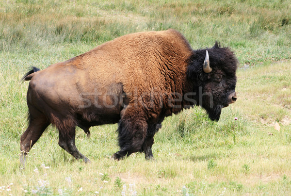 Stockfoto: Bizon · stier · amerikaanse · lopen · prairie