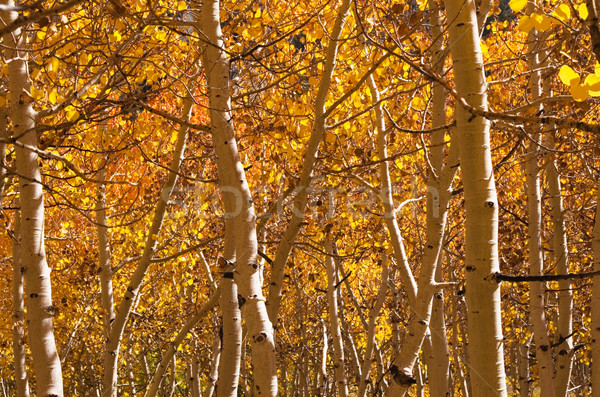 Golden Aspen Trees Stock photo © pancaketom