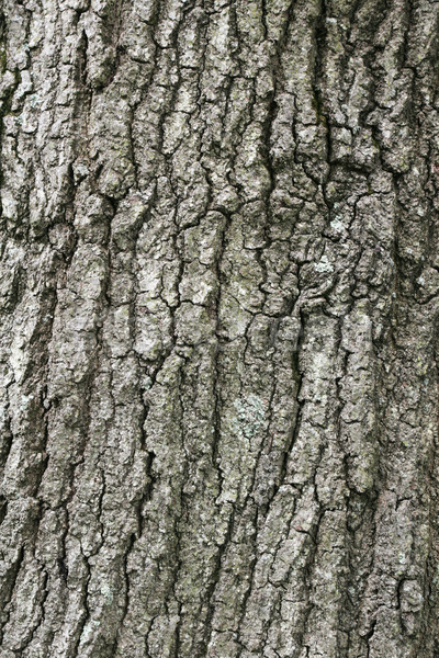 Chêne écorce image maturité arbre [[stock_photo]] © pancaketom