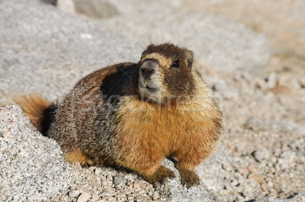 Marmot Stock photo © pancaketom