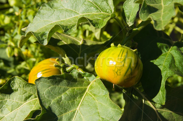 Pomidorów roślin dwa żółty zielone owoców Zdjęcia stock © pancaketom