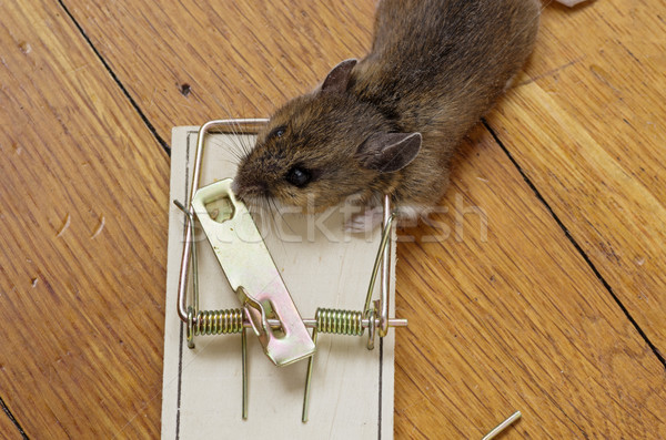 Mousetrap With Dead Mouse Stock photo © pancaketom