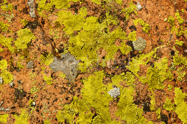 Lichen Covered Rock Stock photo © pancaketom