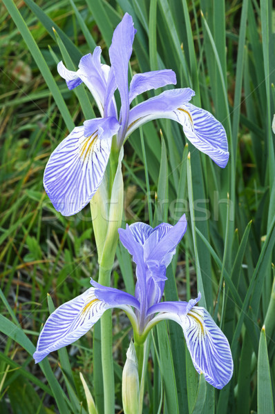 Iris çiçekler iki çayır Stok fotoğraf © pancaketom