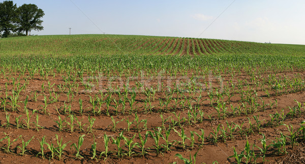 corn field Stock photo © pancaketom
