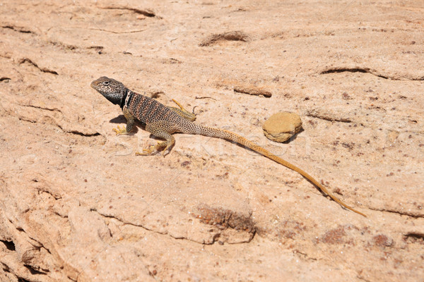 great basin collared lizard Stock photo © pancaketom