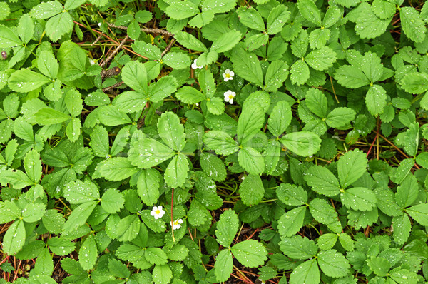 Wild Strawberry Plants and Flowers Stock photo © pancaketom