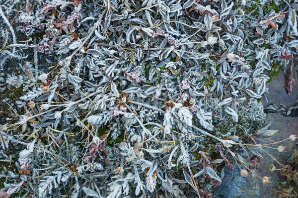 Congelato prato alpino ghiaccio gelo foglie Foto d'archivio © pancaketom