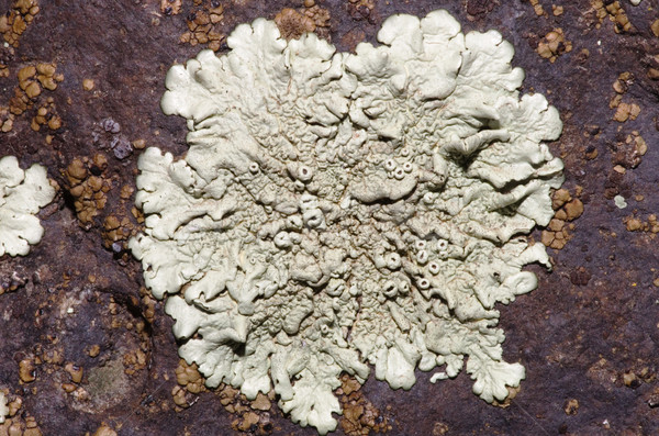 Macro image gris vert sombre basalte [[stock_photo]] © pancaketom